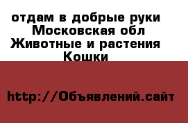 отдам в добрые руки - Московская обл. Животные и растения » Кошки   